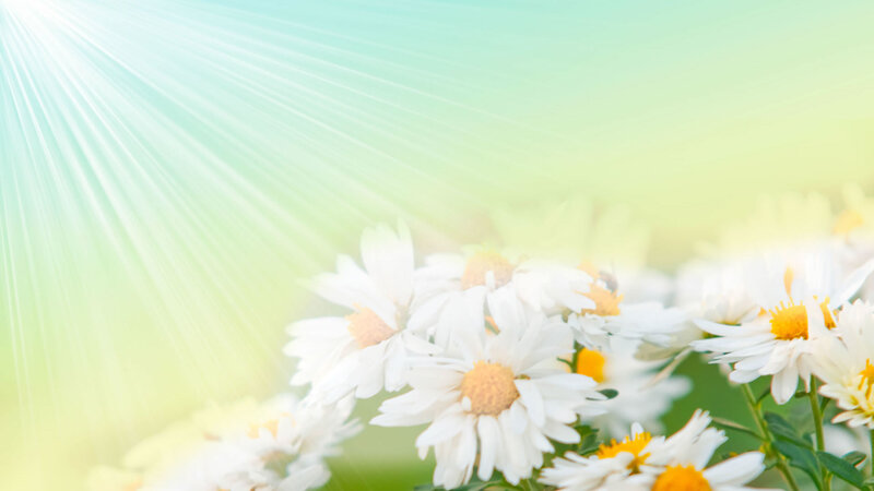 White Daisies in Sunlight — Serene
