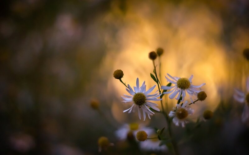 White Daisies in Sunlight — Yellow