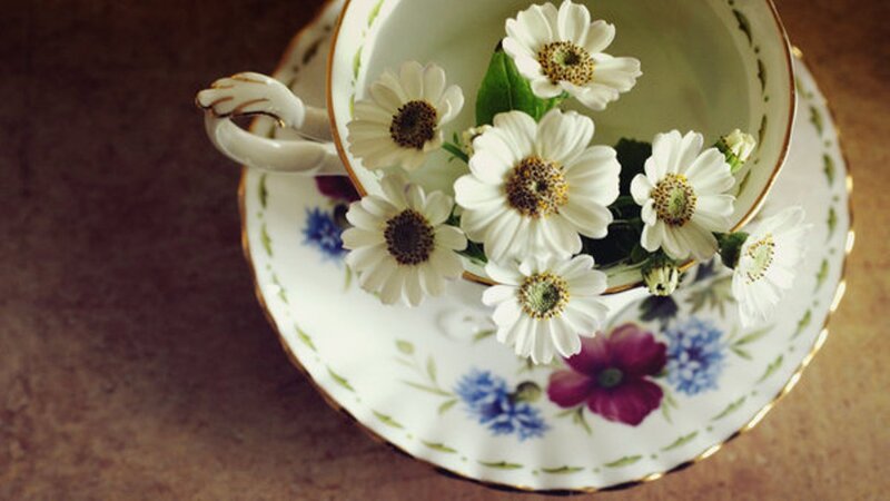 White Daisies in Teacup