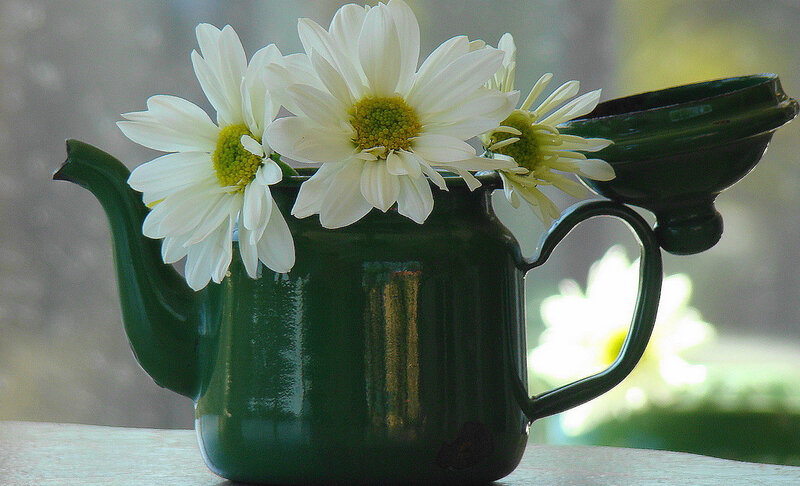 White Daisies in Teapot