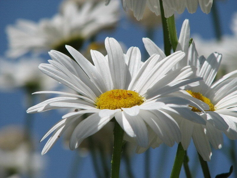 White daisies in the sun