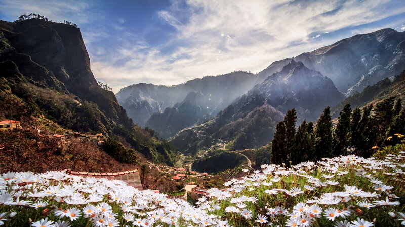 White Daisies in Valley — Serene