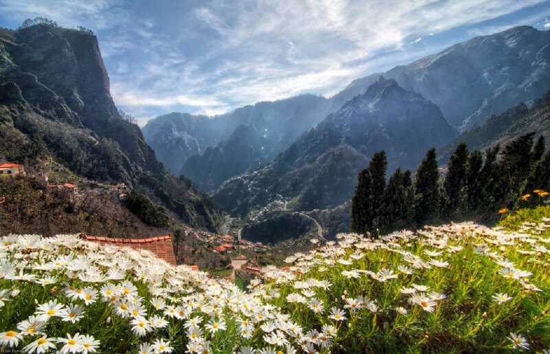 White Daisies in Valley