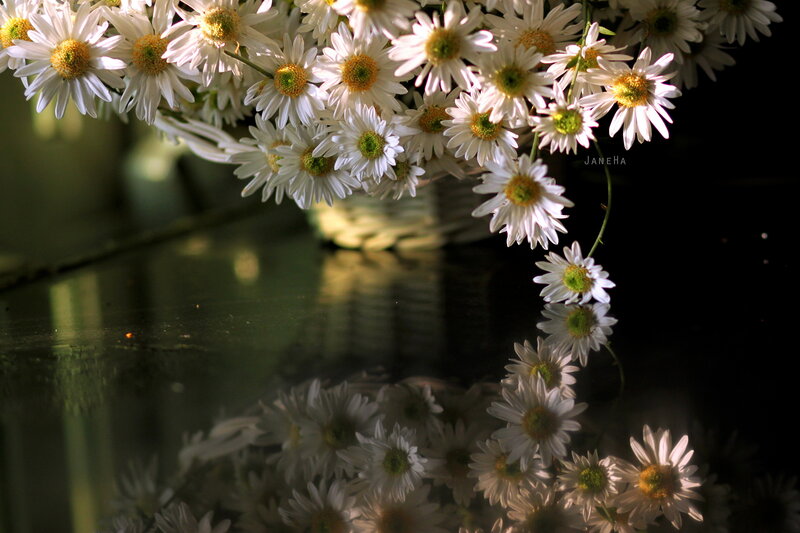 White Daisies in Vase — Dramatic
