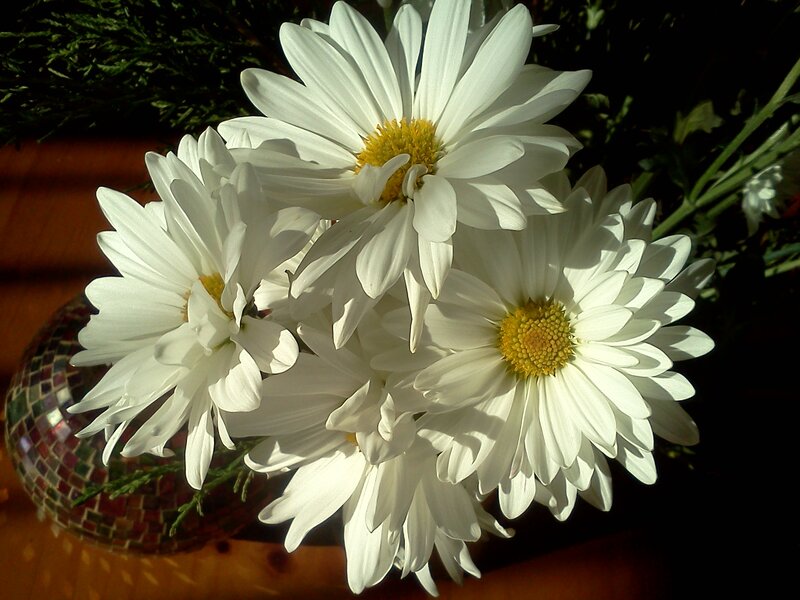 White Daisies in Vase — Serene, Afternoon