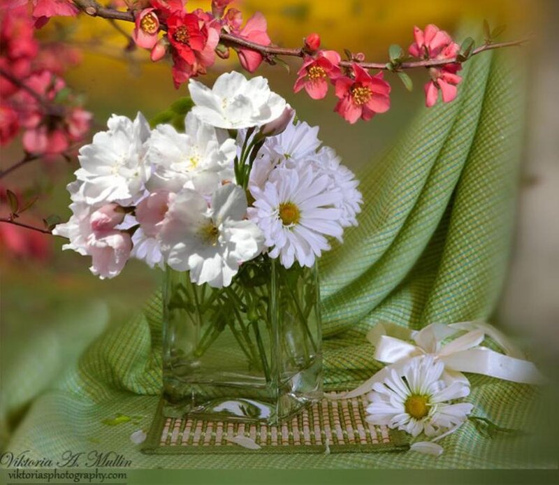White Daisies in Vase — Serene, Spring