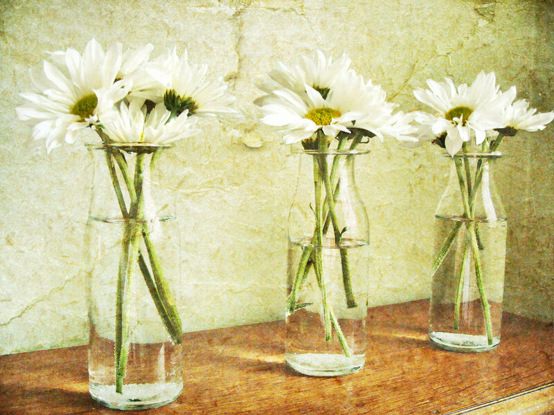 White Daisies in Vases