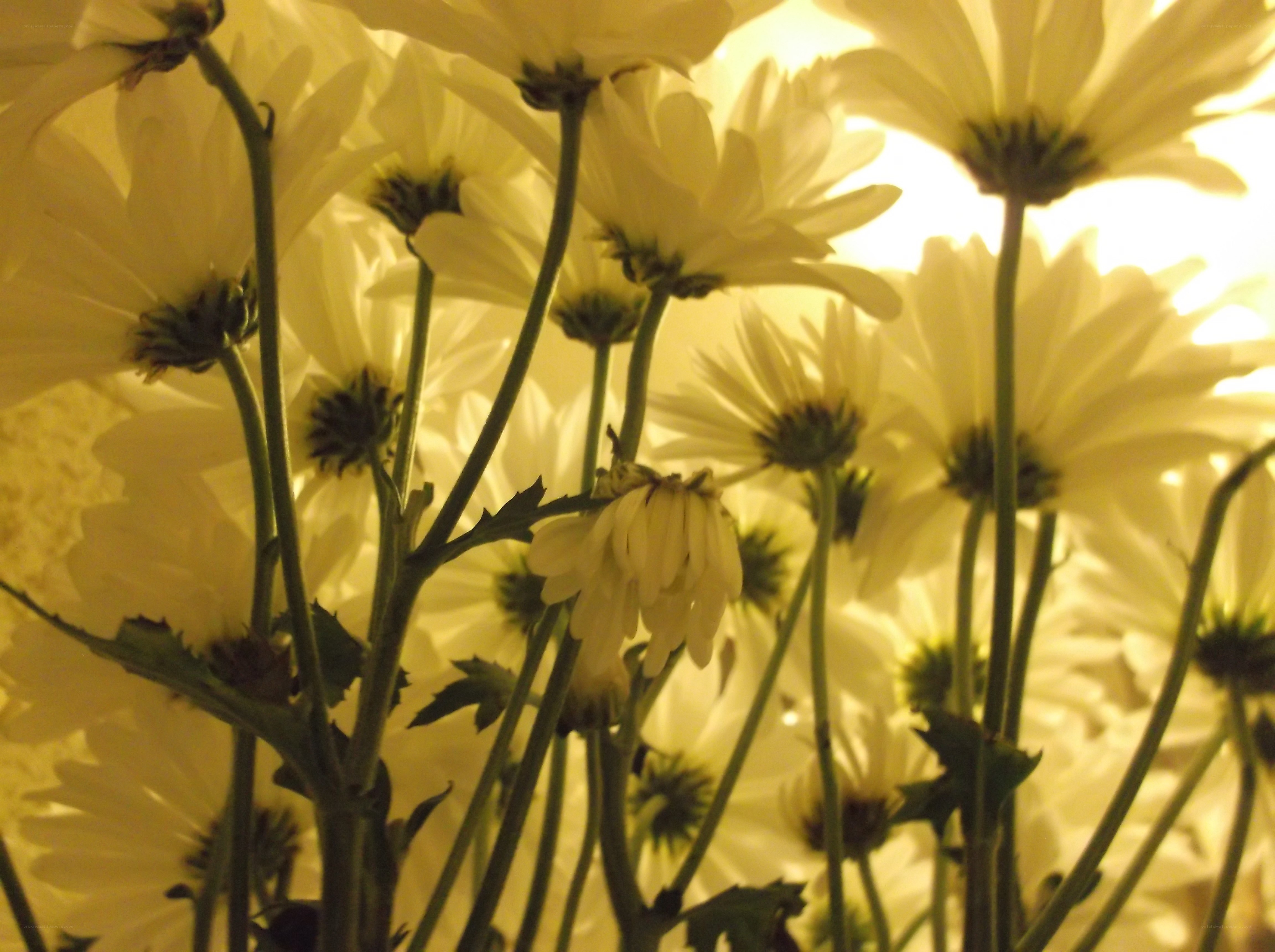 White daisies in warm light