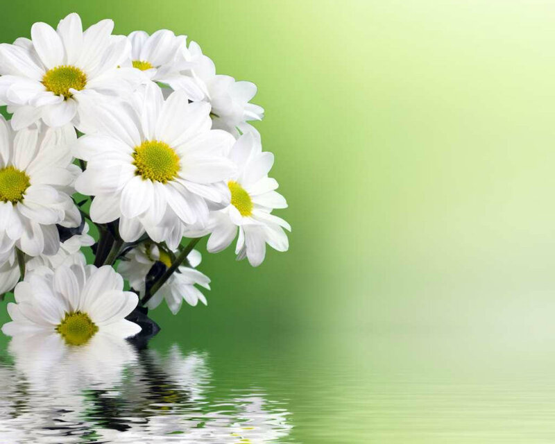 White Daisies in Water