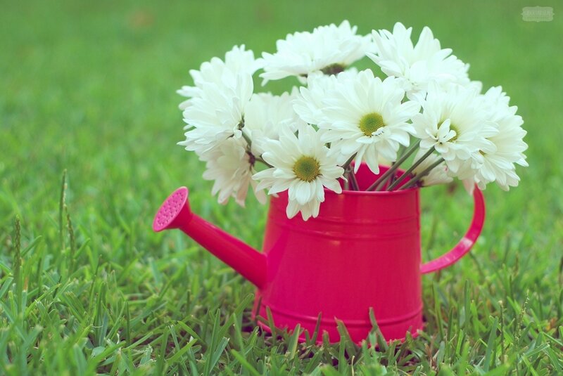 White Daisies in Watering Can