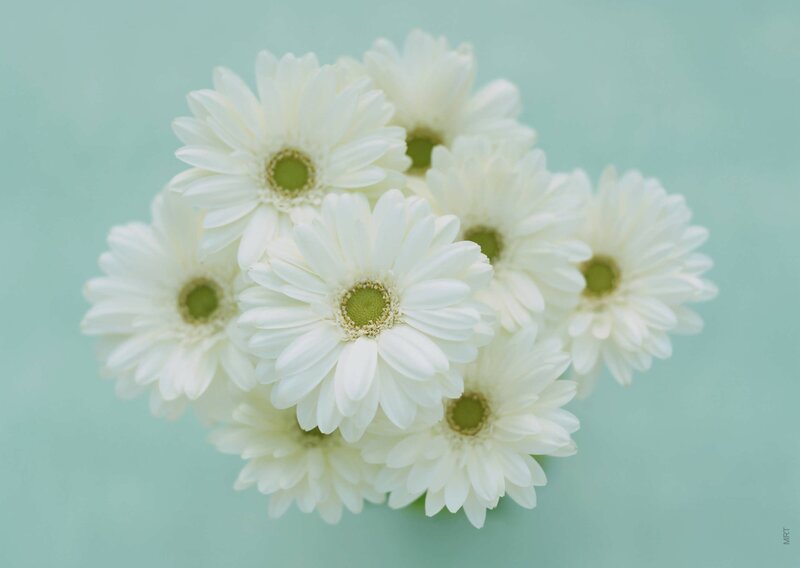 White daisies on a green background