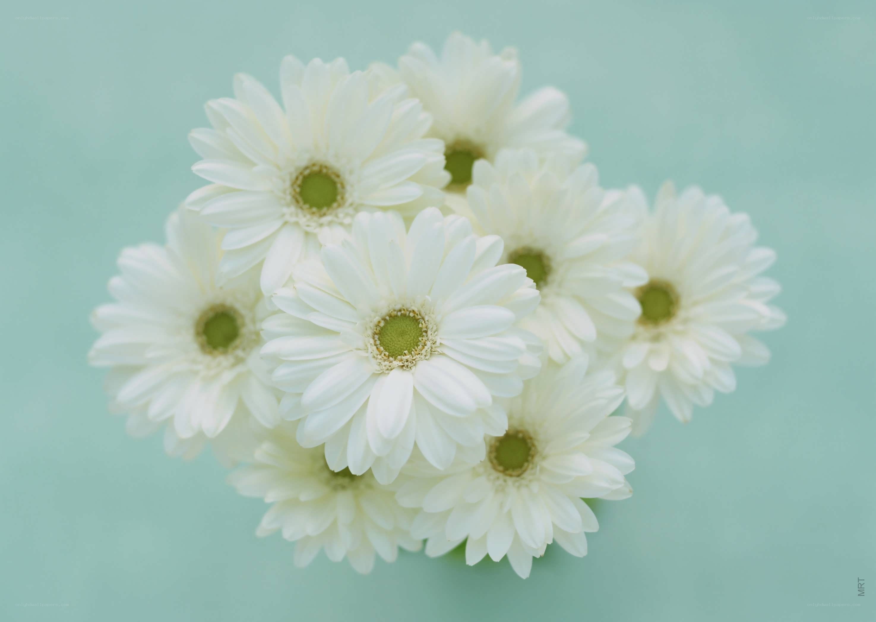 White daisies on a green background