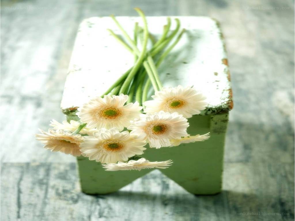 White daisies on a green box