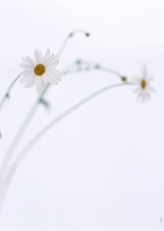 White daisies on a white background