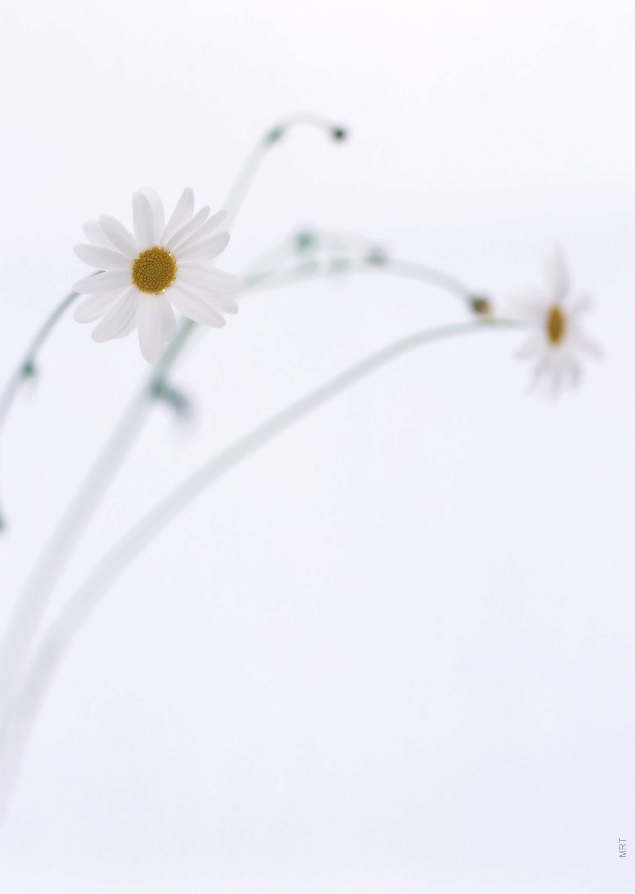 White daisies on a white background