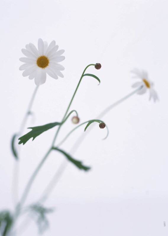 White daisies on a white background