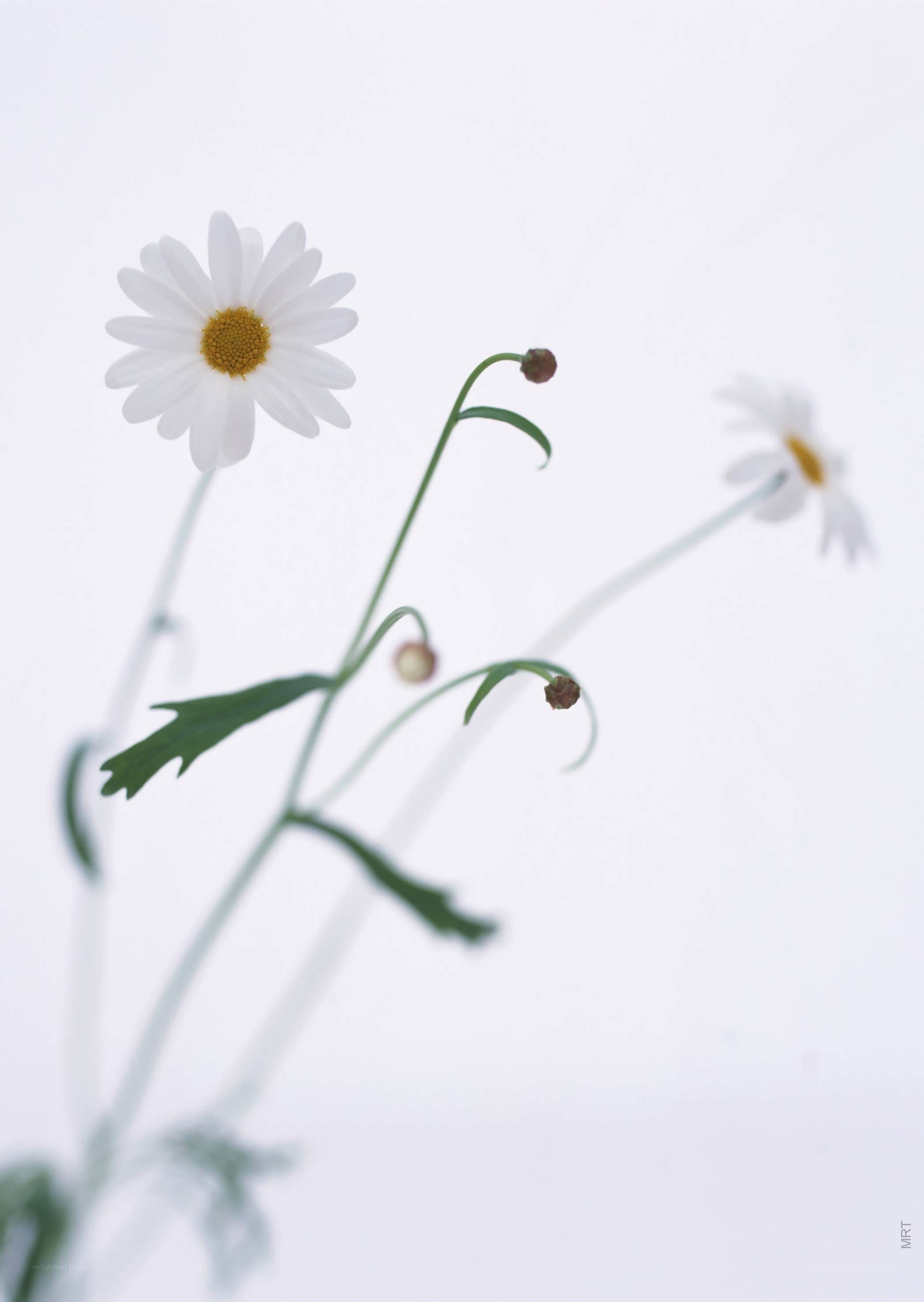 White daisies on a white background