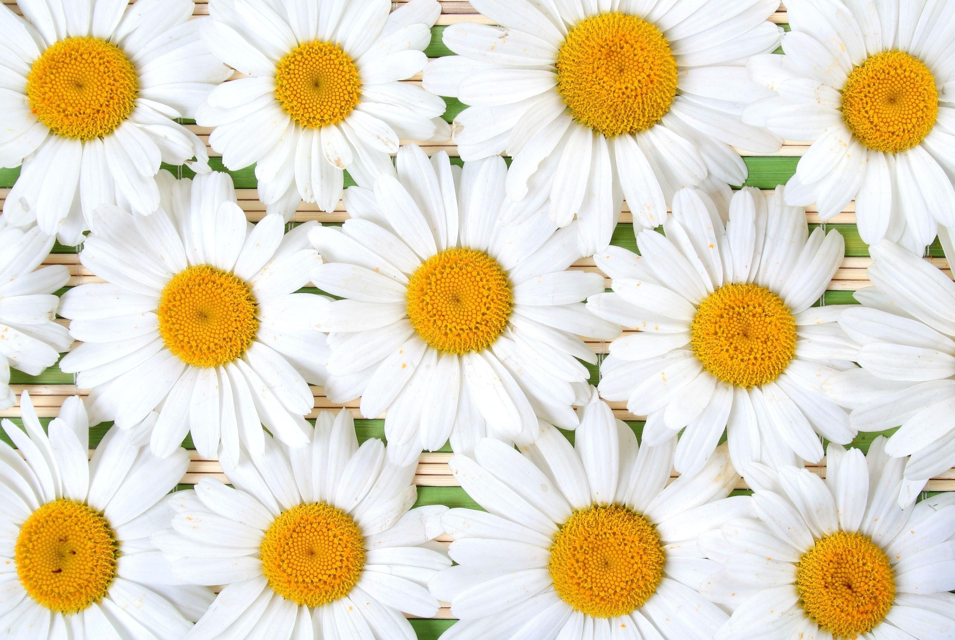 White daisies on bamboo mat