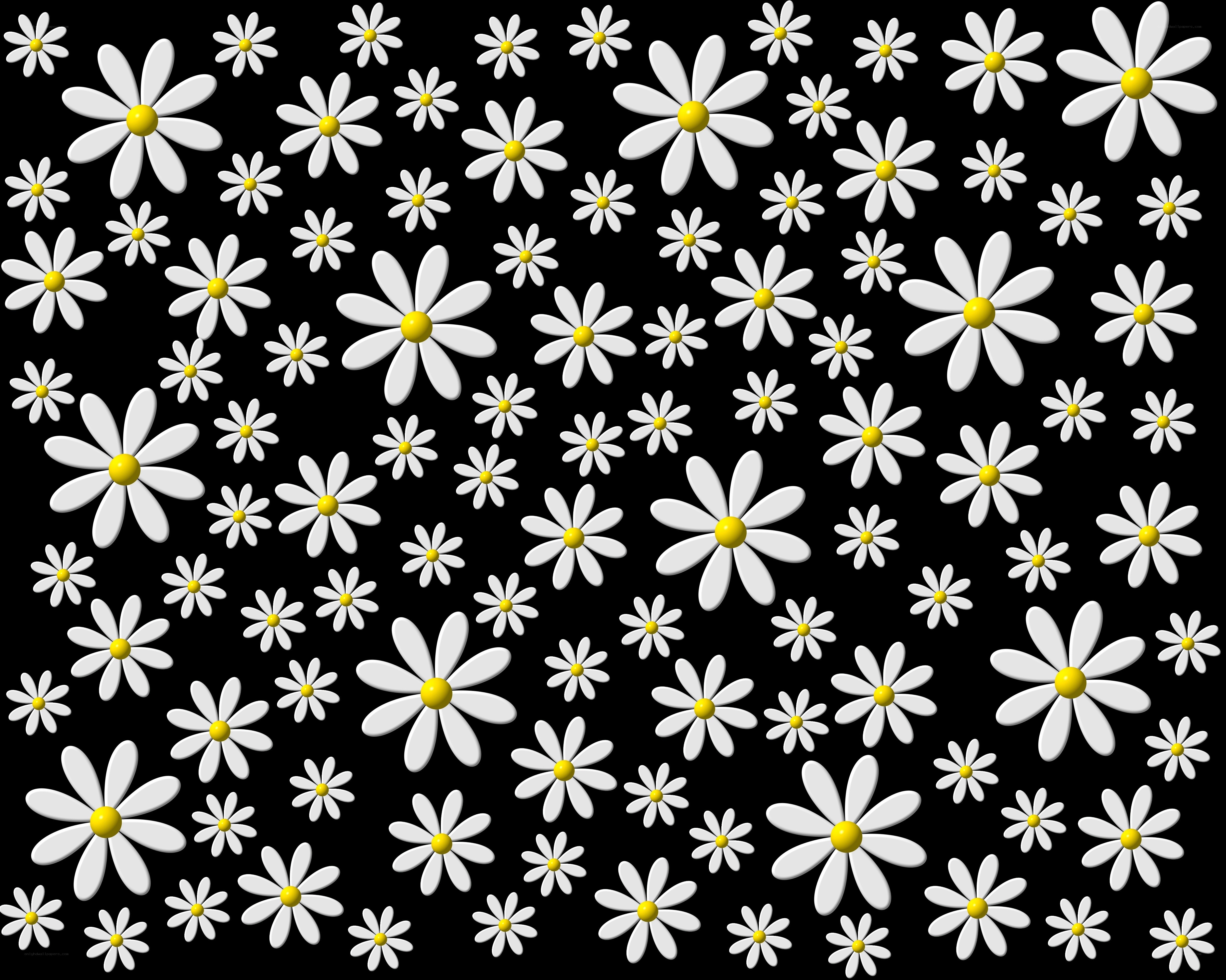 white daisies on black background
