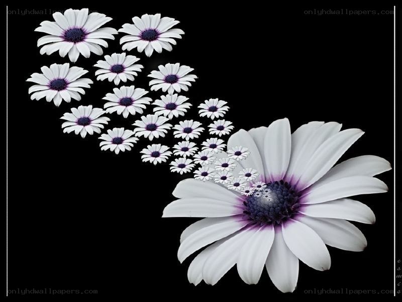 White daisies on black background