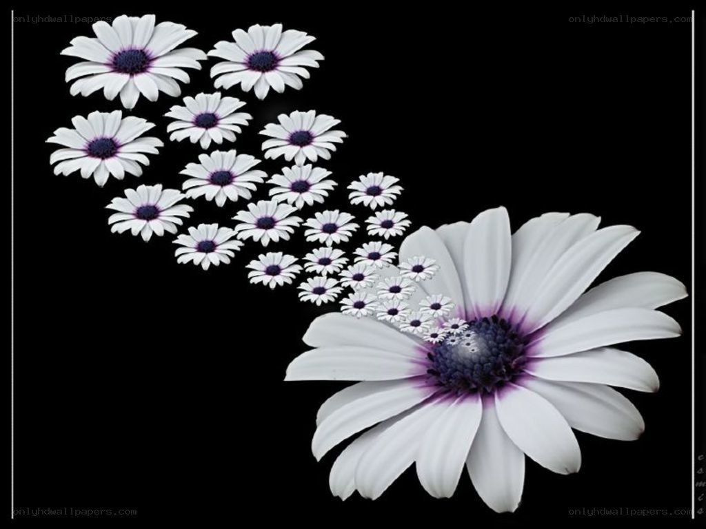 White daisies on black background