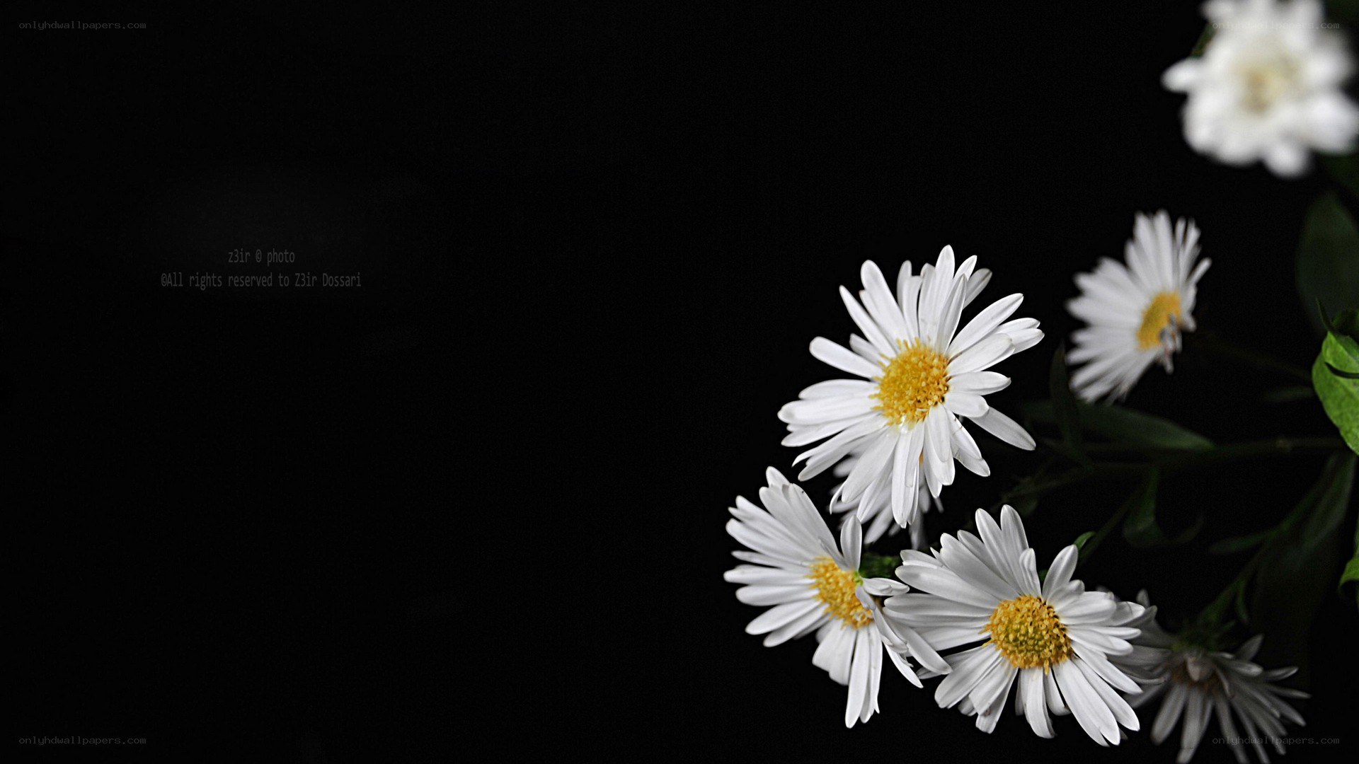 White daisies on black background