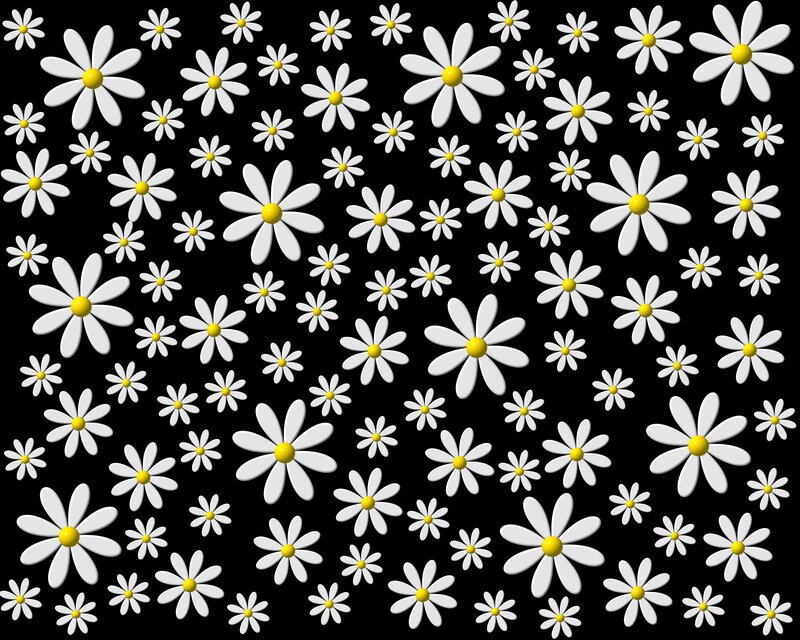 White Daisies on Black — Calm