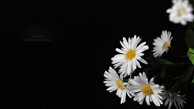 White Daisies on Black — Dramatic, Photograph