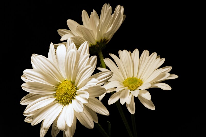 White Daisies on Black — Dramatic
