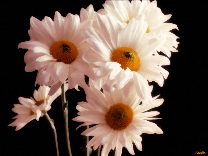 White Daisies on Black