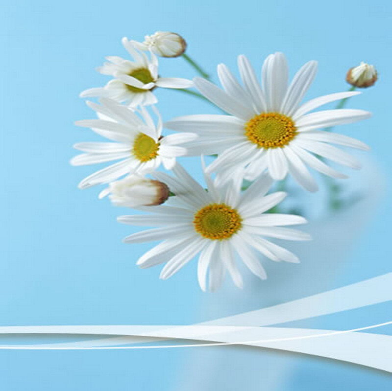 White daisies on blue background