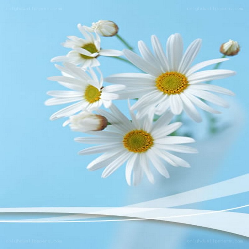 White daisies on blue background