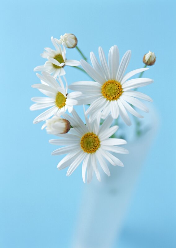 White daisies on blue background