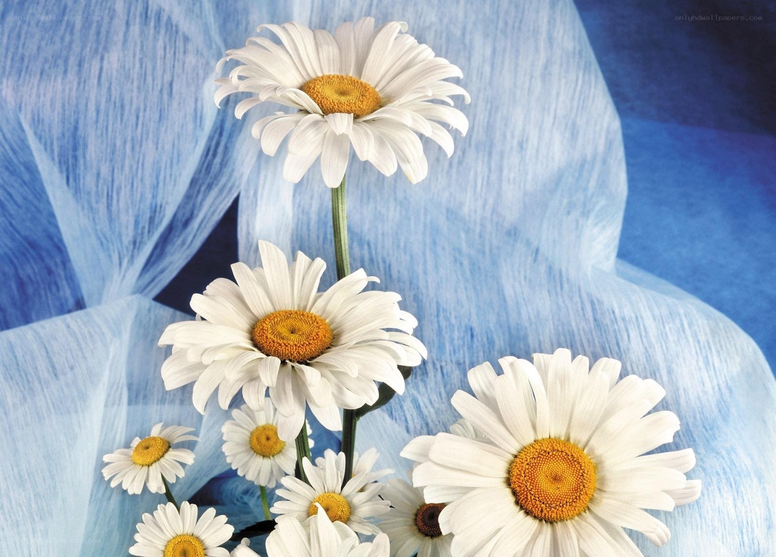 White daisies on blue fabric