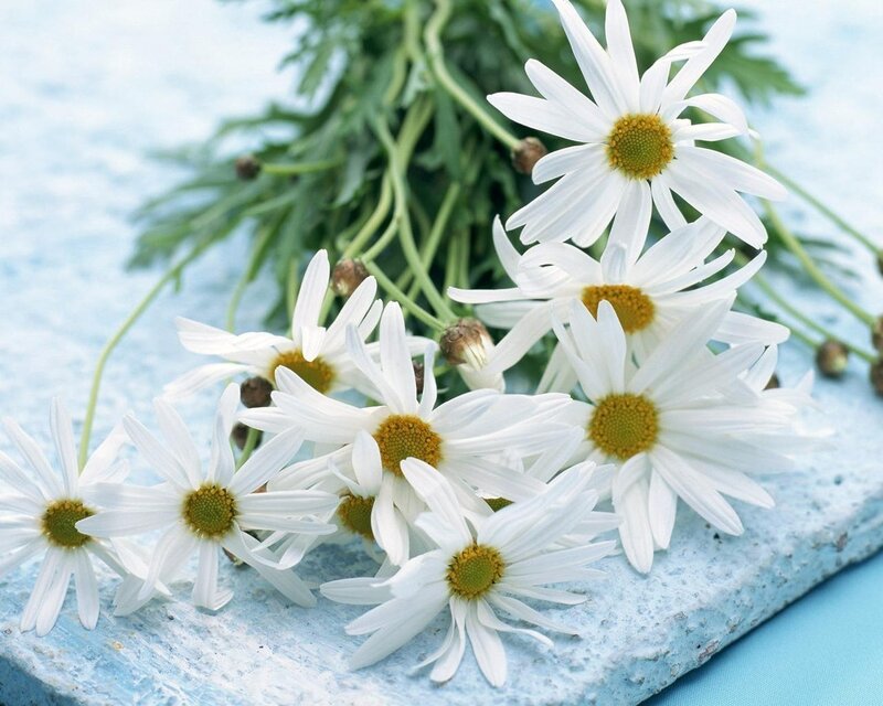 White daisies on blue surface