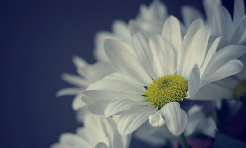 white daisies on dark background