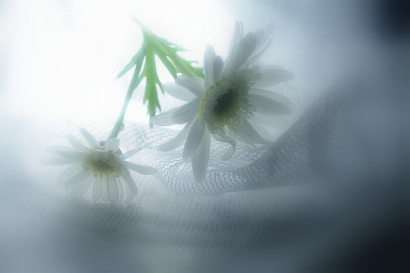 White Daisies on Fabric