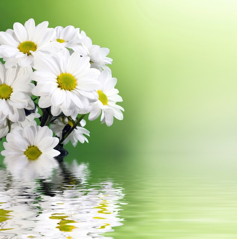 White daisies on green background