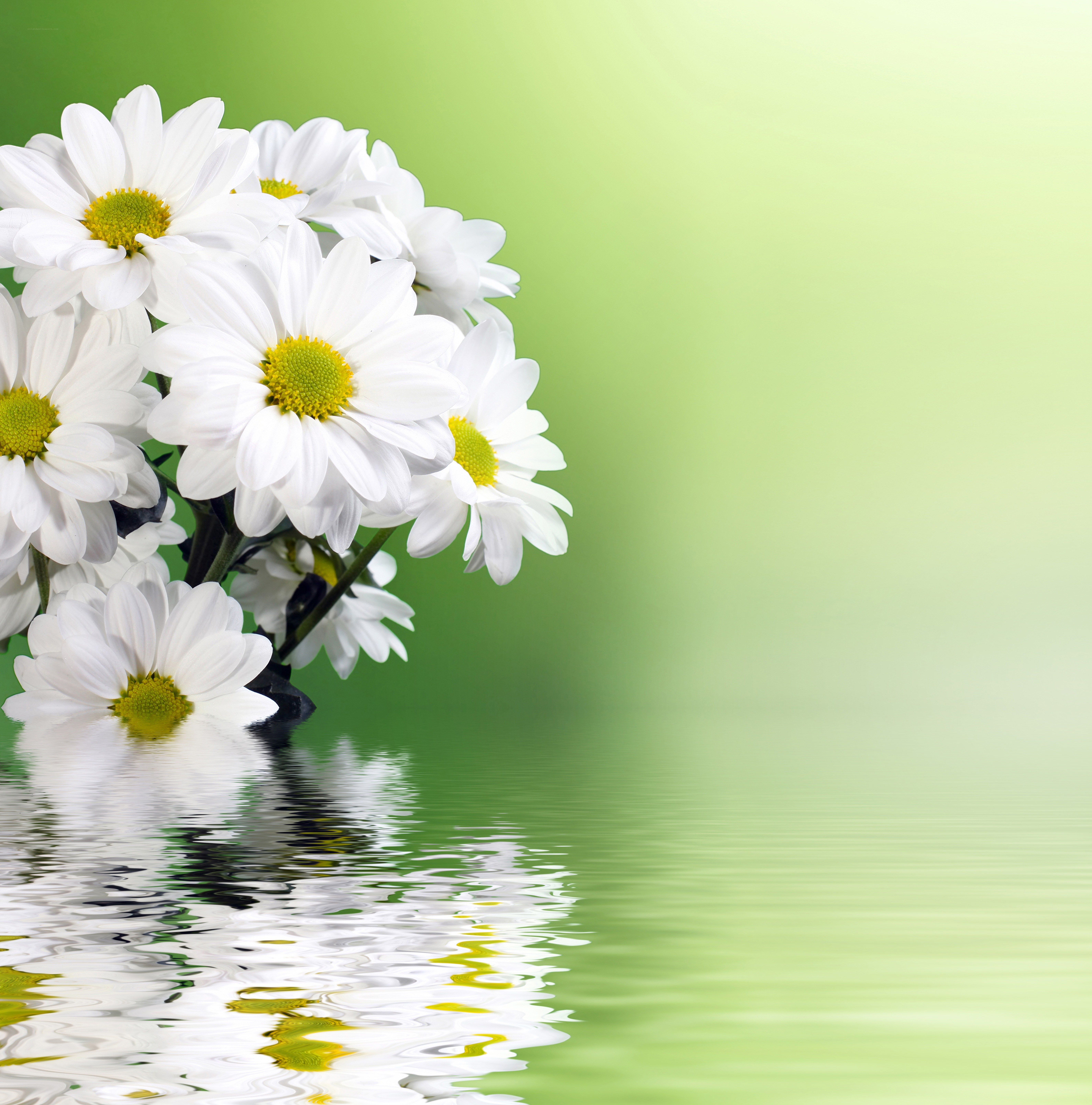 White daisies on green background
