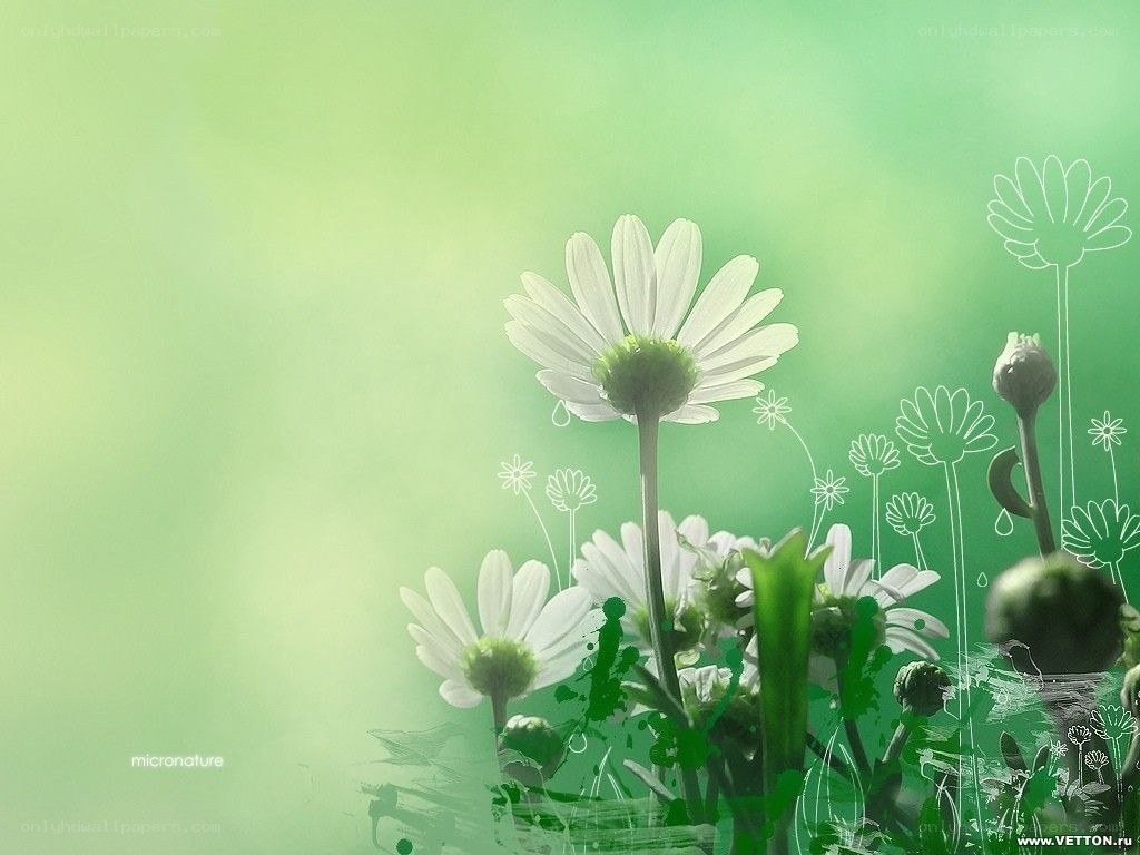 White daisies on green background