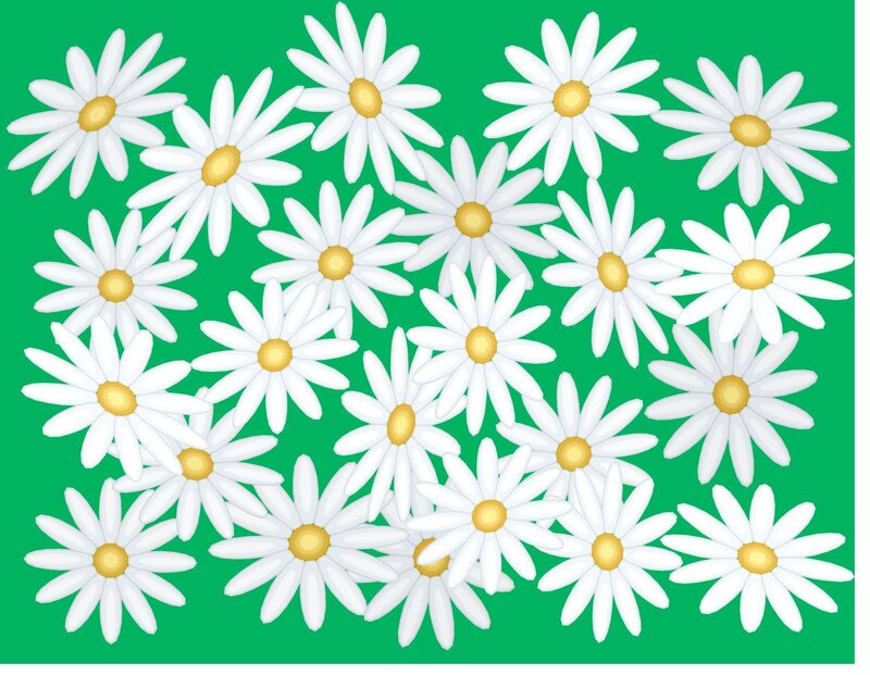 white daisies on green background