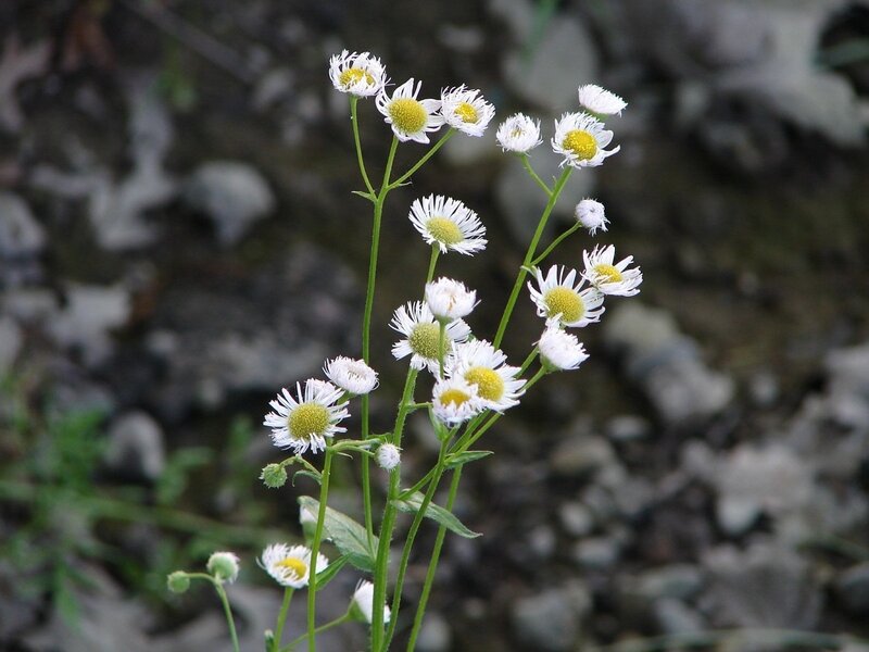 white daisies on green stems
