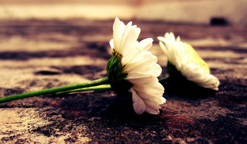 White Daisies on Ground
