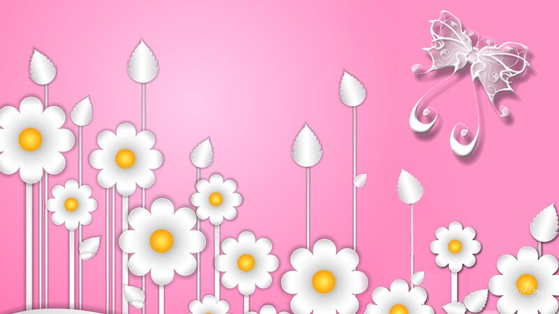 White Daisies on Pink