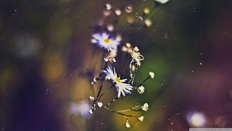 White Daisies on Stems