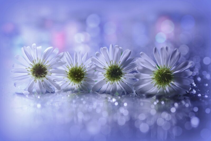 White Daisies on Wet Surface
