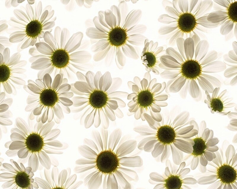 White daisies on white background
