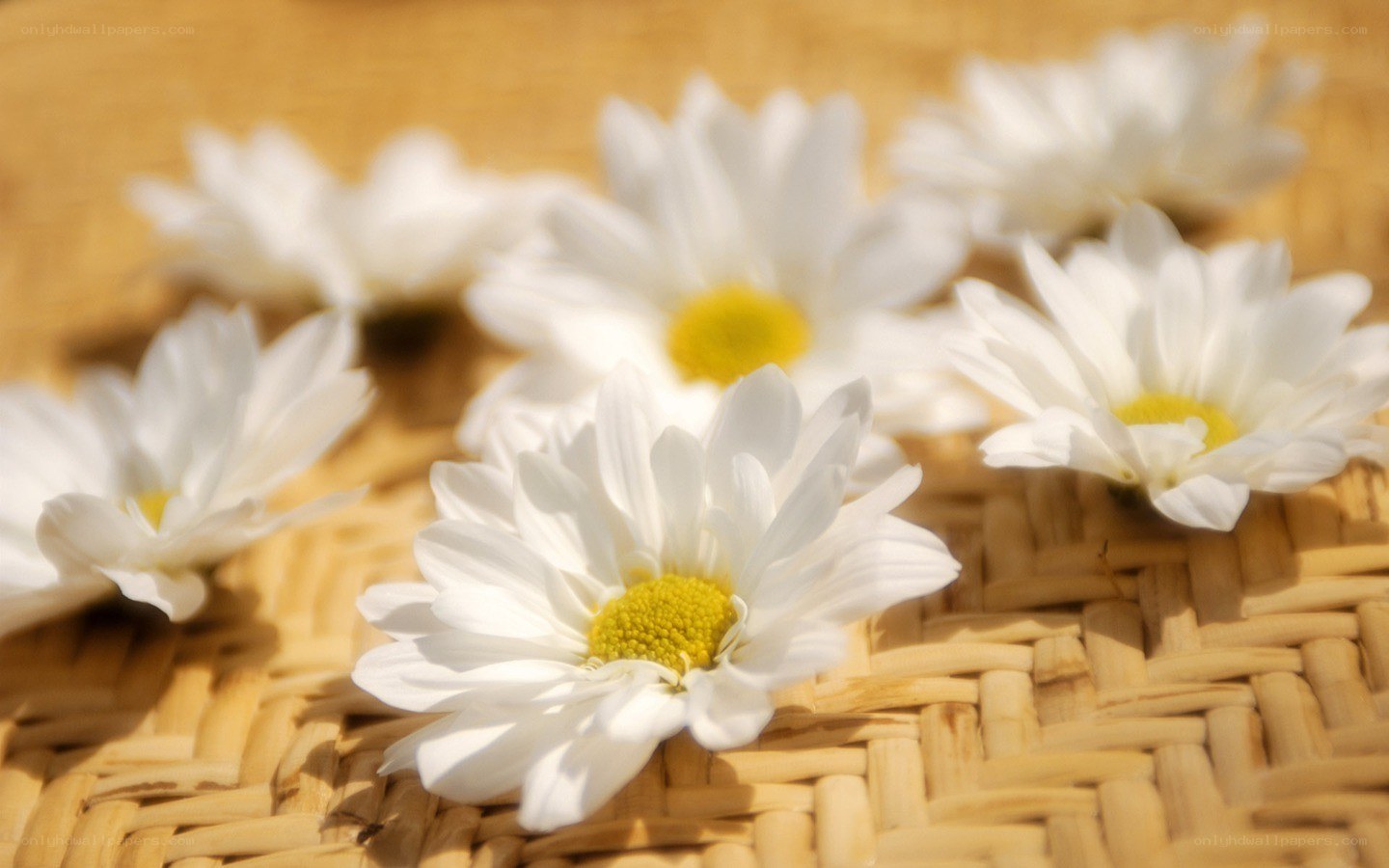 White daisies on woven mat