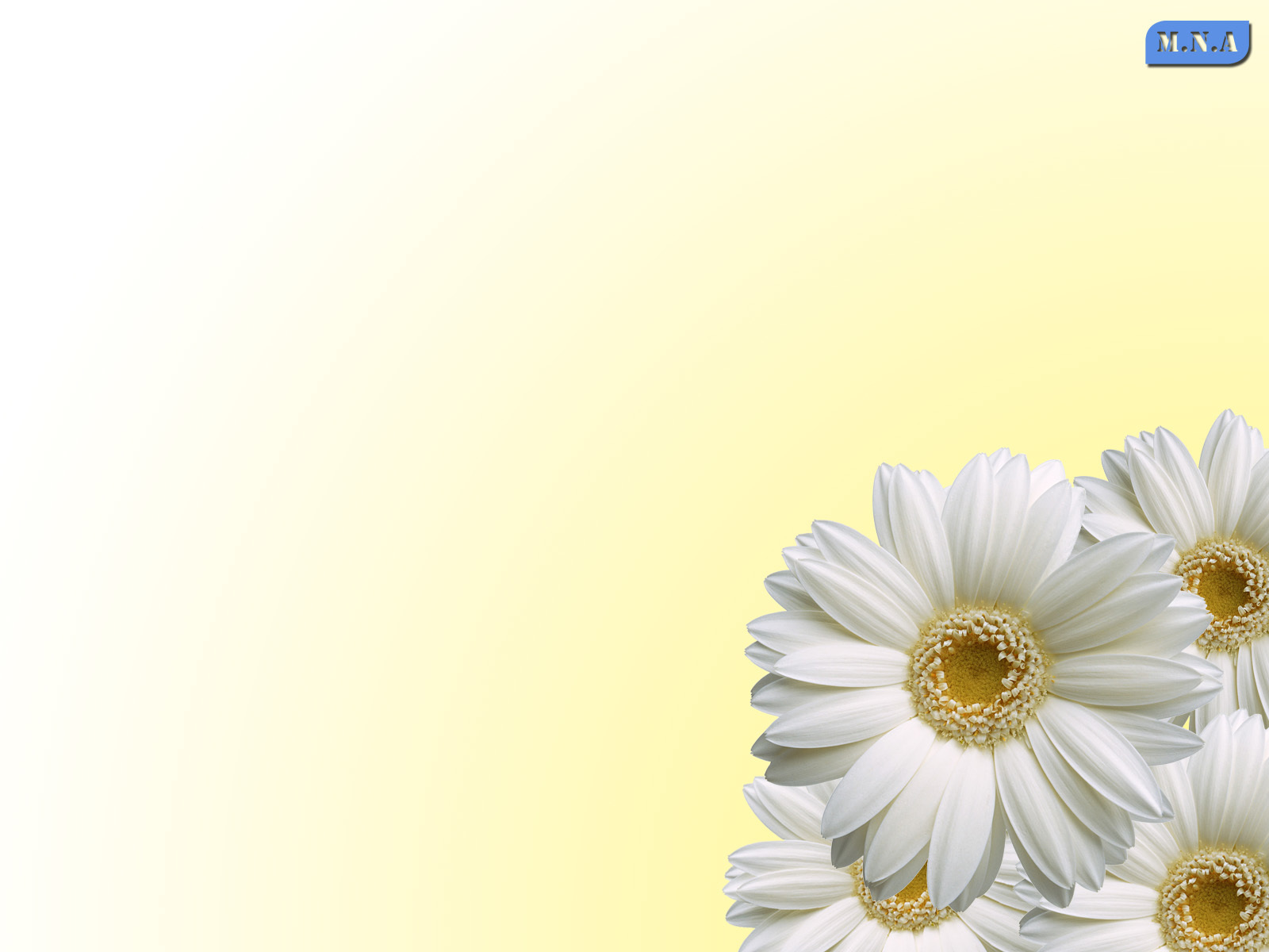 white daisies on yellow background