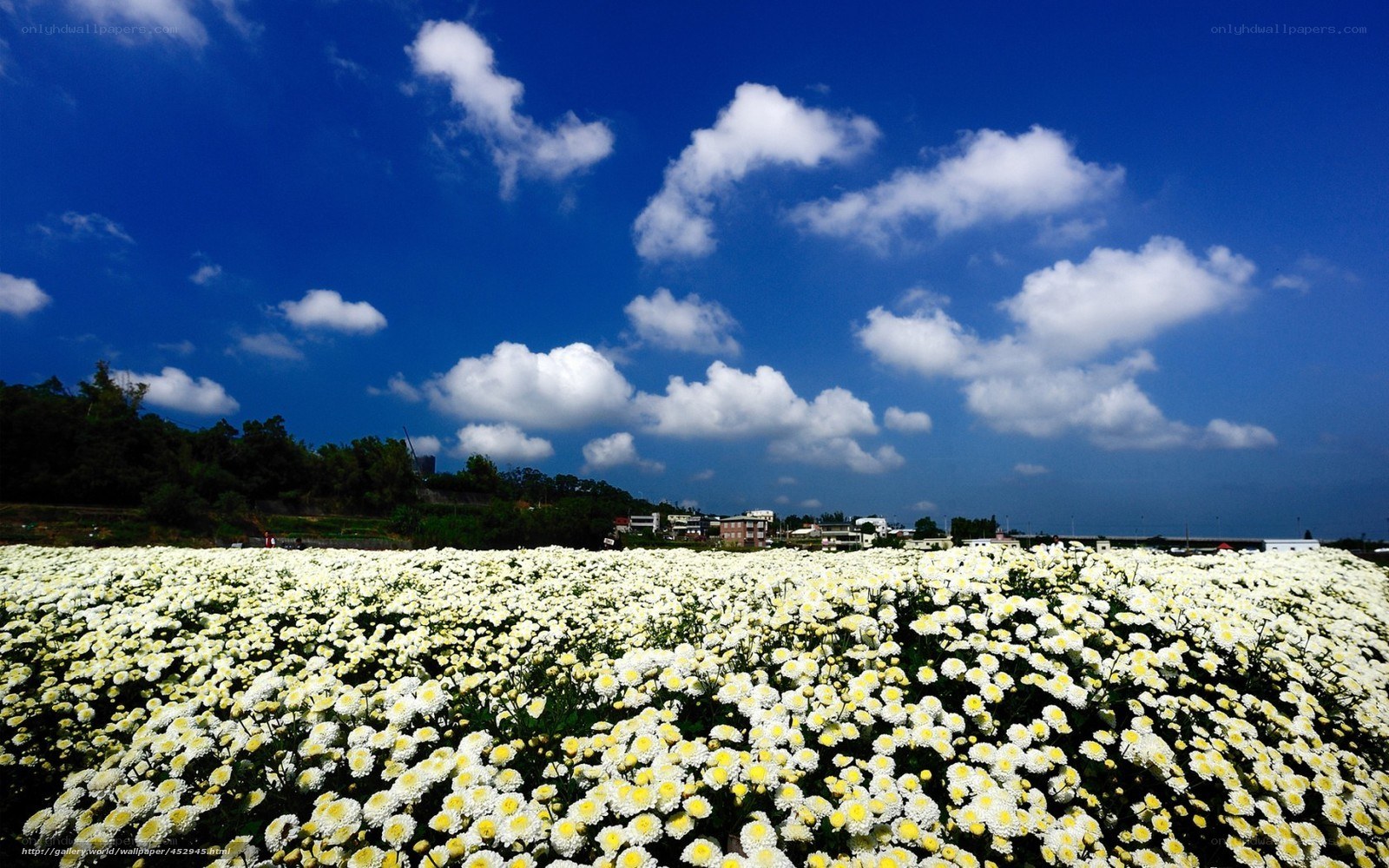 White daisies under blue sky